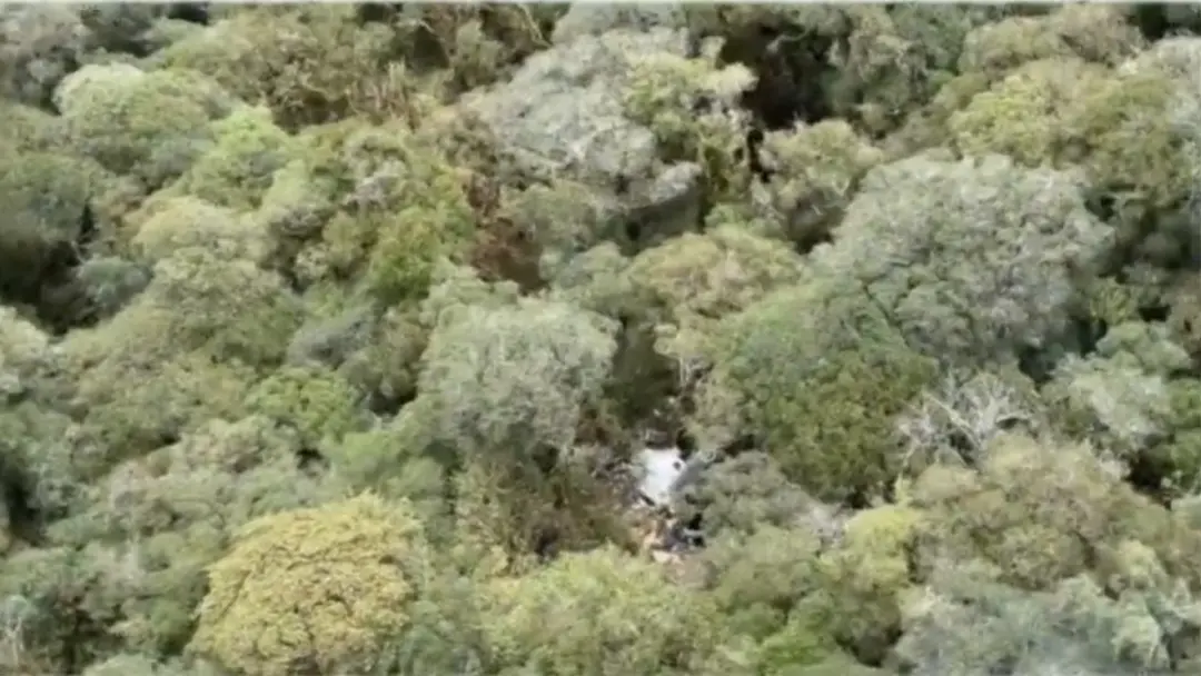 Serra de Santa Catarina. Destroços de helicóptero com o cantor Rick e mais quatro foram encontrados na mata em Santa Bá…