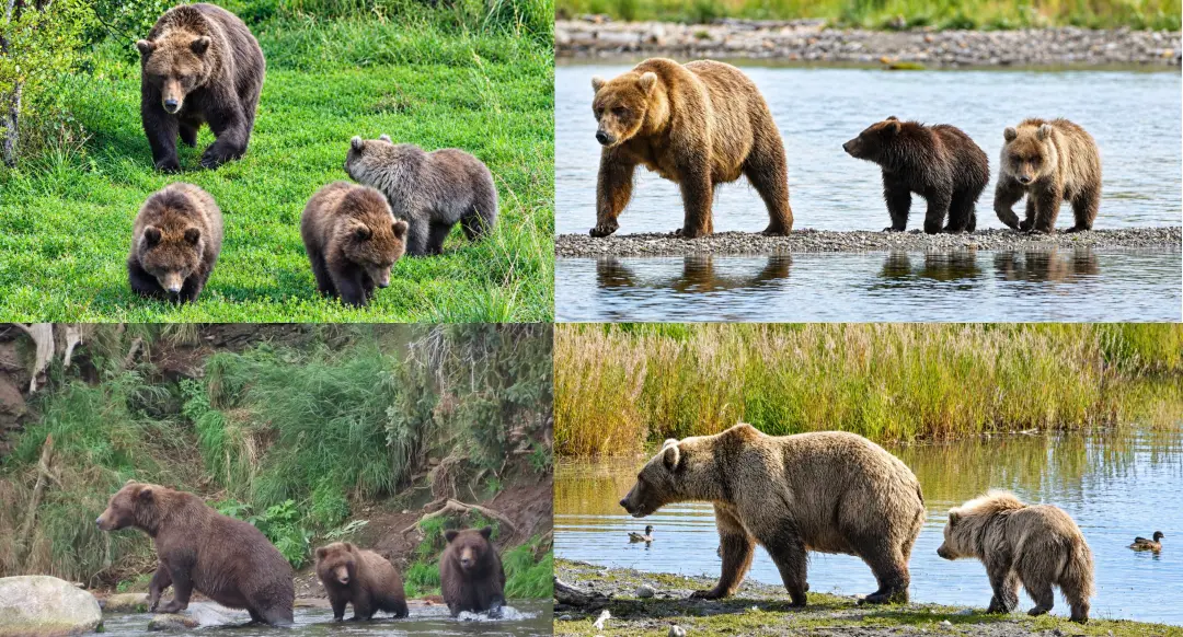 Katmai National Park em Alaska mostra a força das mães ursas no Fat Bear Week. A Ursa 132, que teve um filhote separado…