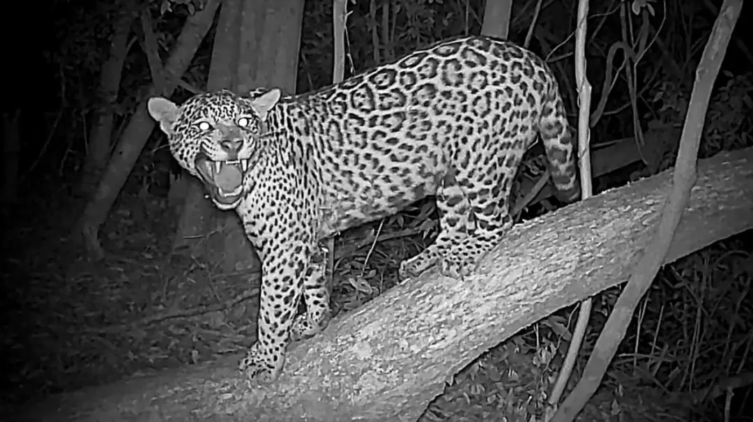 Manchita, uma onça-pintada jovem, foi registrada no Parque Nacional do Iguaçu cruzando fronteiras entre Brasil e Argent…