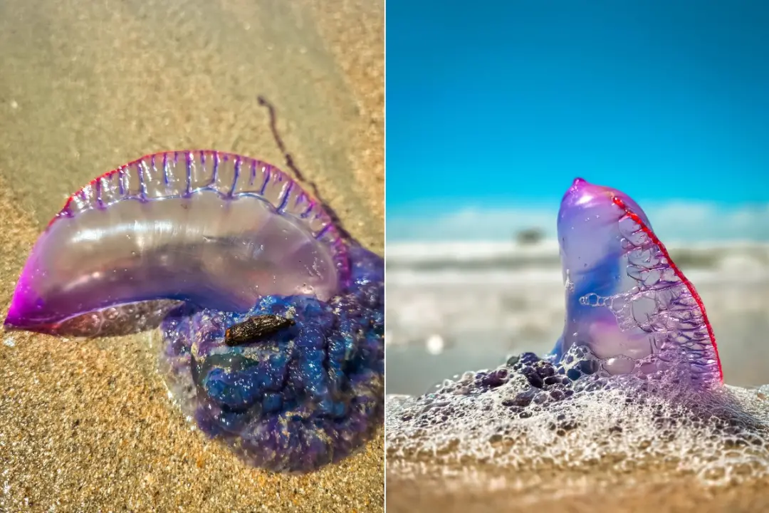 Caravelas aparecem mais em praias de São Luís no segundo semestre por causa dos ventos. Essas coisas liberam toxina nos…