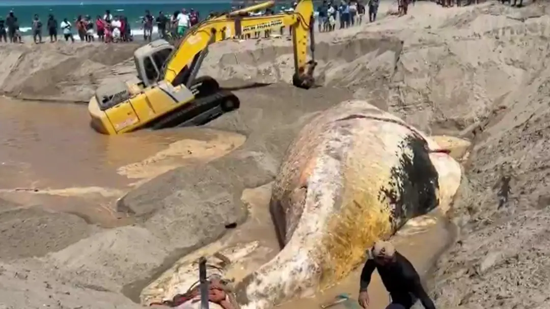 Praia da Redonda, em Icapuí, viu a carcaça de baleia-jubarte de 13 metros ser enterrada com apoio da Marinha e Bombeiro…
