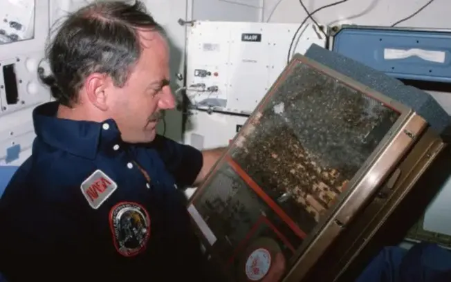 3.300 abelhas e uma rainha foram para o espaço no ônibus espacial Challenger em abril de 1984. Observar o formato dos f…