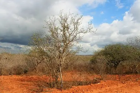 Flona de Cristópolis anulada na Bahia. A lei 15508/26 desfaz decreto que criava a reserva de 30 mil hectares. É frustra…