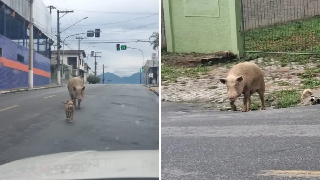 Rua de Cruzeiro, no interior de São Paulo, teve um porco grande passeando entre carros acompanhado por cães. Essa cena …