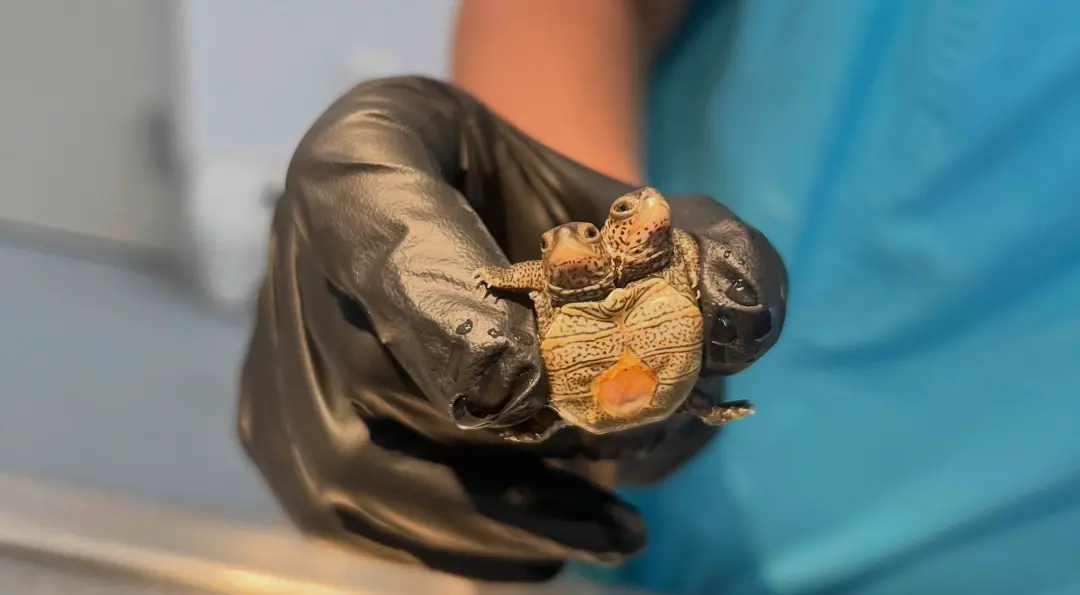 Em Cape Cod, um pequeno carapaça de tartaruga, com dois cabeças e pesando menos de uma moeda, chegou ao Centro de Vida …
