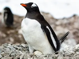 Espécie de pinguim descoberta pela primeira vez em cem anos. É um fato super legal ver a ciência descobrindo algo novo …