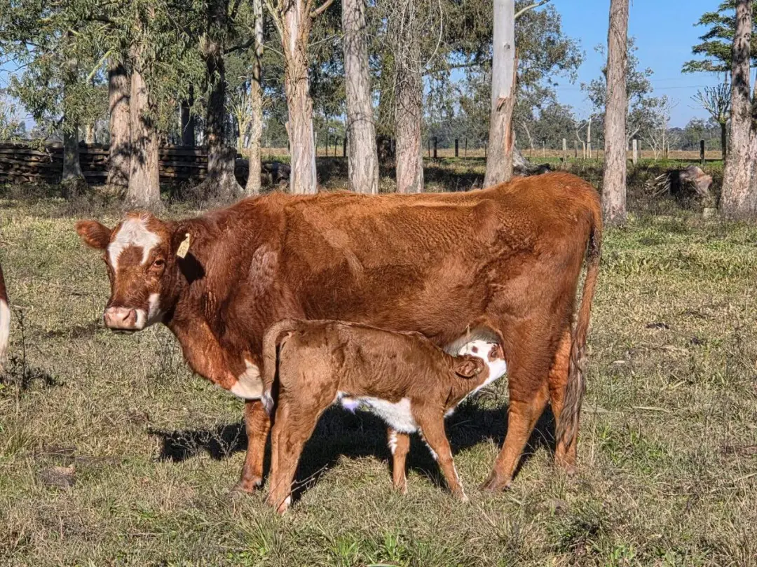 Chuvas em julho no Rio Grande do Sul alteram o pasto natural, e o gado pode perder até 0,5 quilo por dia. O estresse cl…