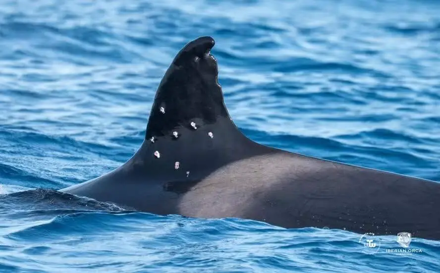 Orcas assombram navegantes em Portugal e Espanha desde 2020, abalroando centenas de barcos. O novo estudo sugere que o …