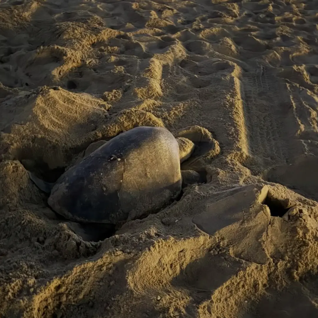 Tartaruga marinha tropical botou ovos na praia da Califórnia do Sul pela primeira vez registrado. Isso é um sinal recen…