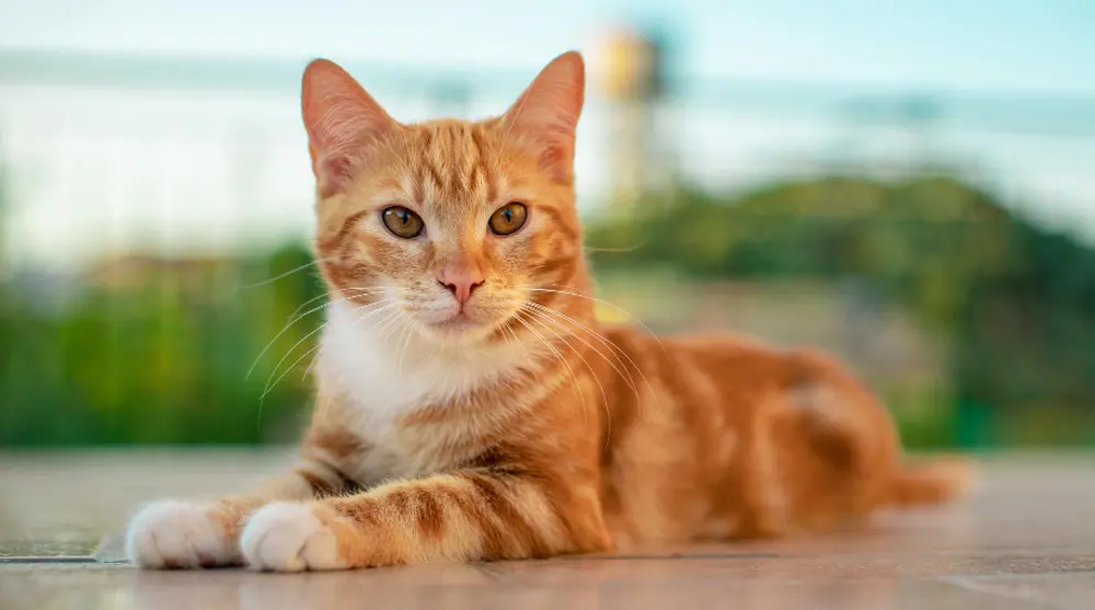 Escovação ajuda a evitar bolas de pelo em gatos, tirando pelos mortos antes que sejam engolidos. Esse cuidado permite t…