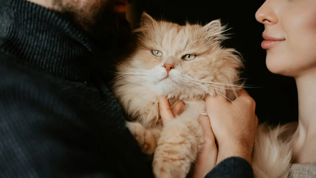 Crescimento de dois dígitos nas vendas de alimentos para gatos, segundo a General Mills. Isso mostra que, mesmo com a a…