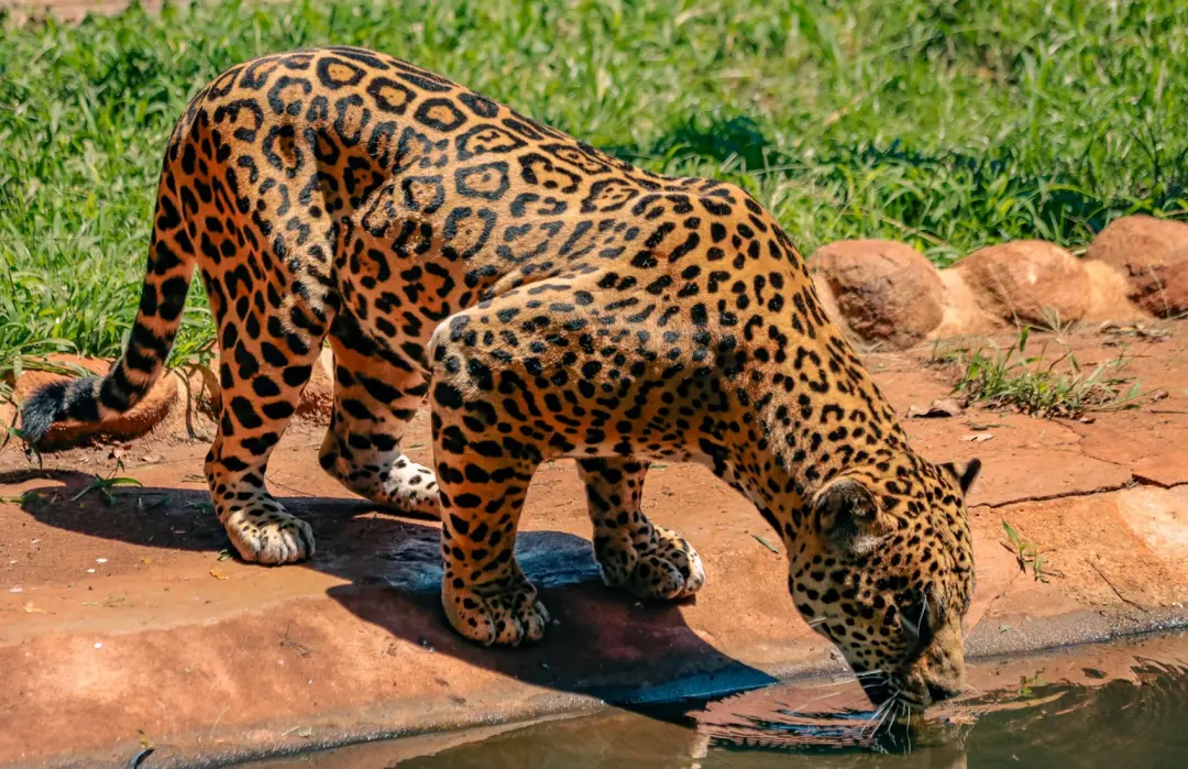 Bosque de Ribeirão Preto reabre ao público com a onça Peter, depois de dois meses fechado por causa do temporal de julh…