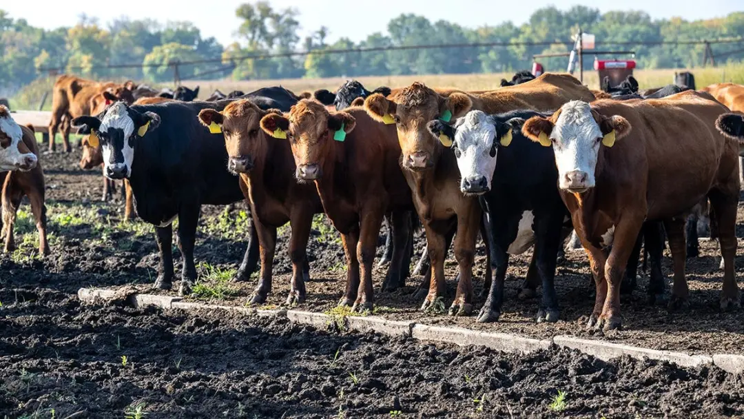Gramado de carne moída atingiu recorde de 6,92 dólares por libra, quase 60% mais caro que cinco anos atrás. A produção …