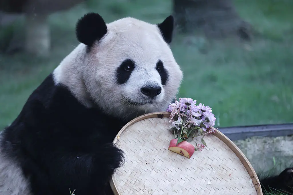 Ping Ping e Fu Shuang, pandas gigantes, foram emprestados pelo presidente chinês para o Zoo Atlanta, na Geórgia. Essa d…