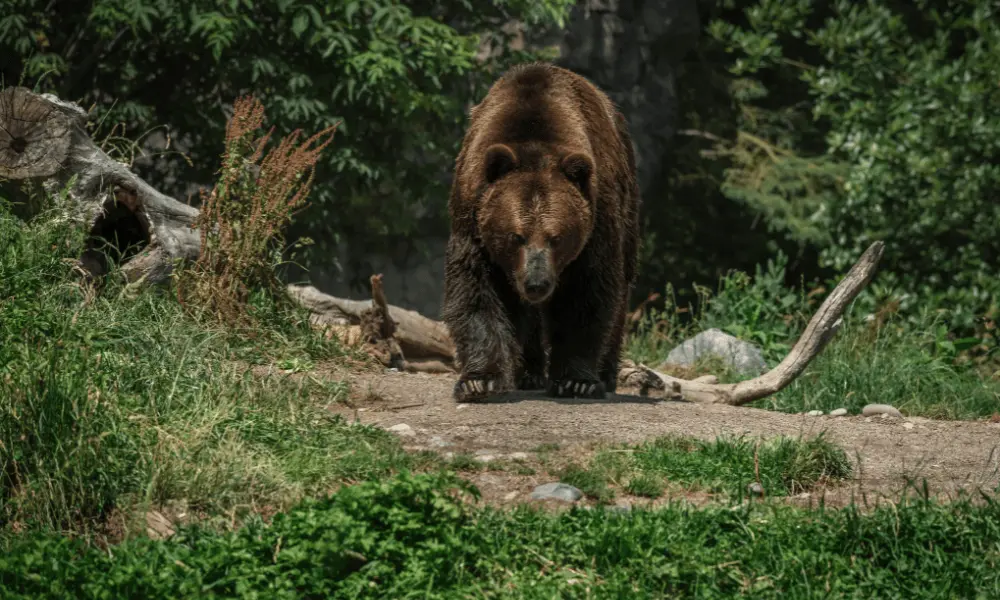 Seis pessoas morreram em ataques de ursos na região de Krasnoyarsk, na Sibéria, em um mês. Isso levanta dúvidas sobre a…