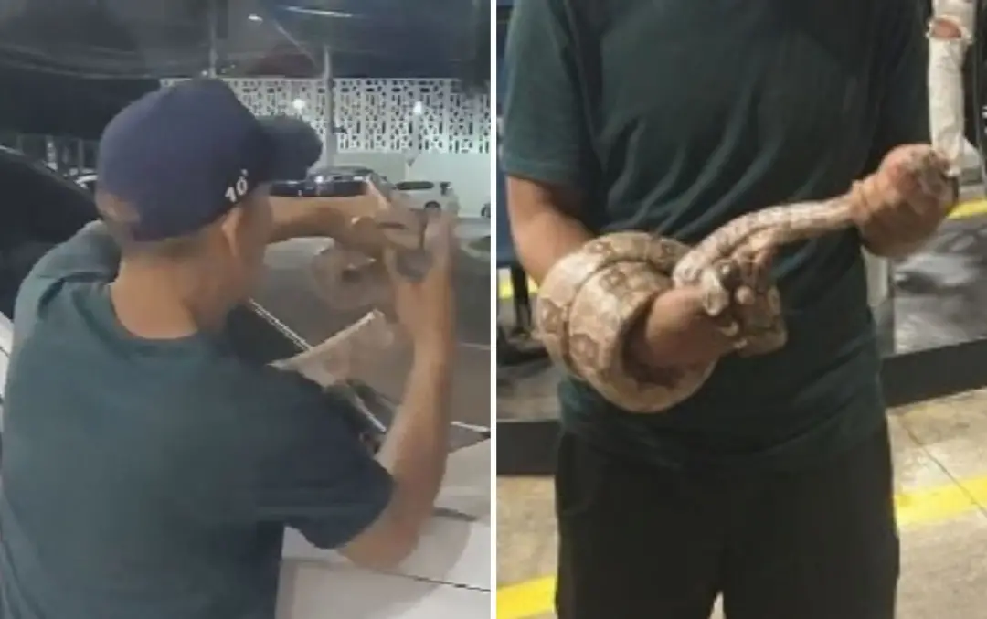 Setor Aeroporto, em Goiânia, teve um homem capturando uma jiboia do capô de uma caminhonete. A atitude mostra uma corag…