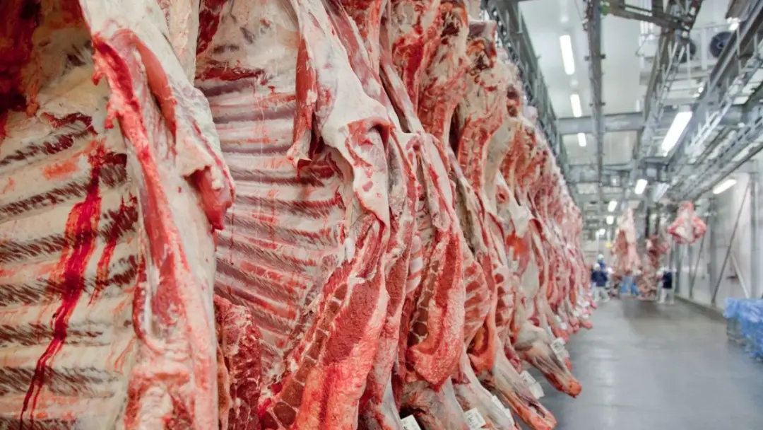 20% de aumento na exportação de carne bovina ajudou o agro brasileiro a crescer na região árabe, com a Arábia Saudita t…