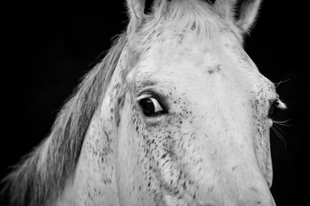 1872, uma epidemia de gripe em cavalos em Nova York deu ao jovem fundador da ASPCA um argumento moral forte pela proteç…