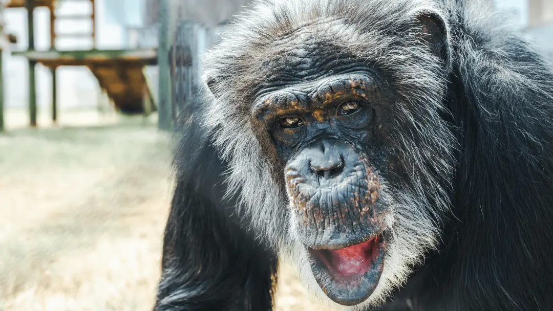Chimpanzé de 54 anos em um santuário da Louisiana recupera a visão após cirurgia de catarata. Esse procedimento em um a…