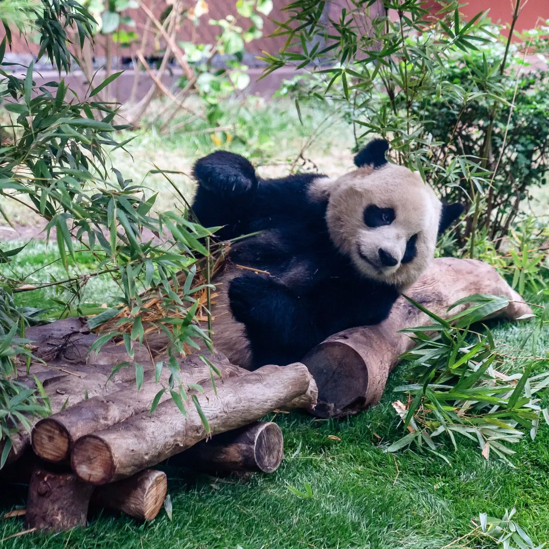 Ping Ping e Fu Shuang, os pandas gigantes, chegaram em Atlanta. Isso é um movimento interessante de diplomacia chinesa,…