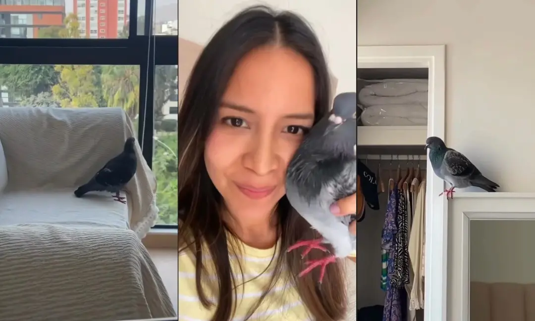 Patricia Suárez resgatou um pombo filhote de 20 dias após achá-lo numa caminhada, sendo que ele desenvolveu um forte ví…