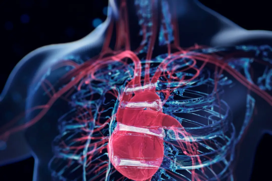Corações jovens em corpos mais velhos mostraram sinais de rejuvenescimento depois do transplante, enquanto corações mai…