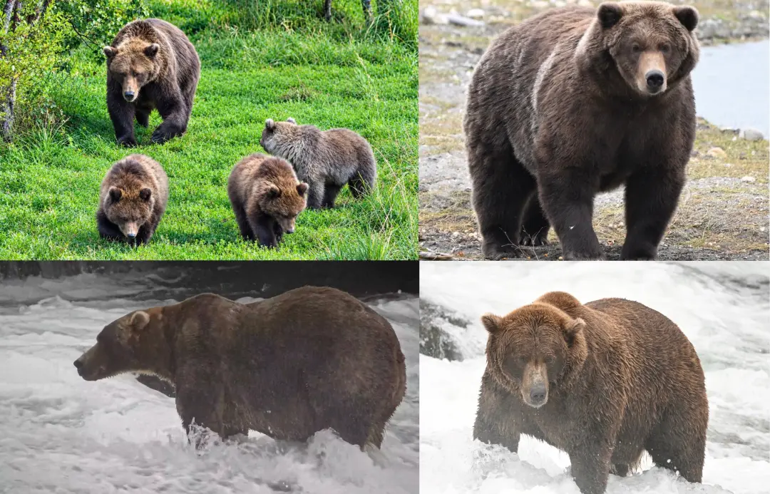 Bucky Dent e Backpack estão nas semifinais do Fat Bear Week 2026. Acho legal ver a história de sobrevivência do Backpac…
