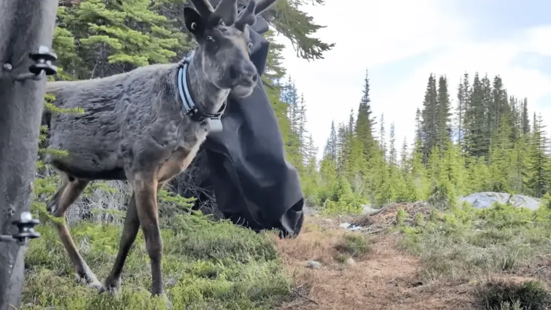 Cinco caribus pioneiros, um macho e quatro filhotes, foram liberados em Jasper National Park, no Canadá. Ver esses anim…