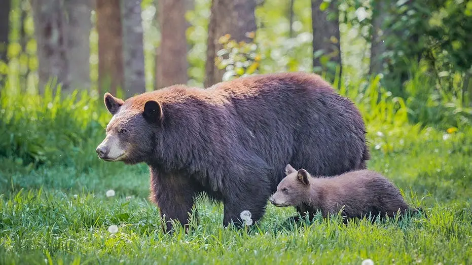 Um urso mãe ensina ao filhote a abrir a cobertura de um caminhão em um estacionamento. O acessório que deveria proteger…