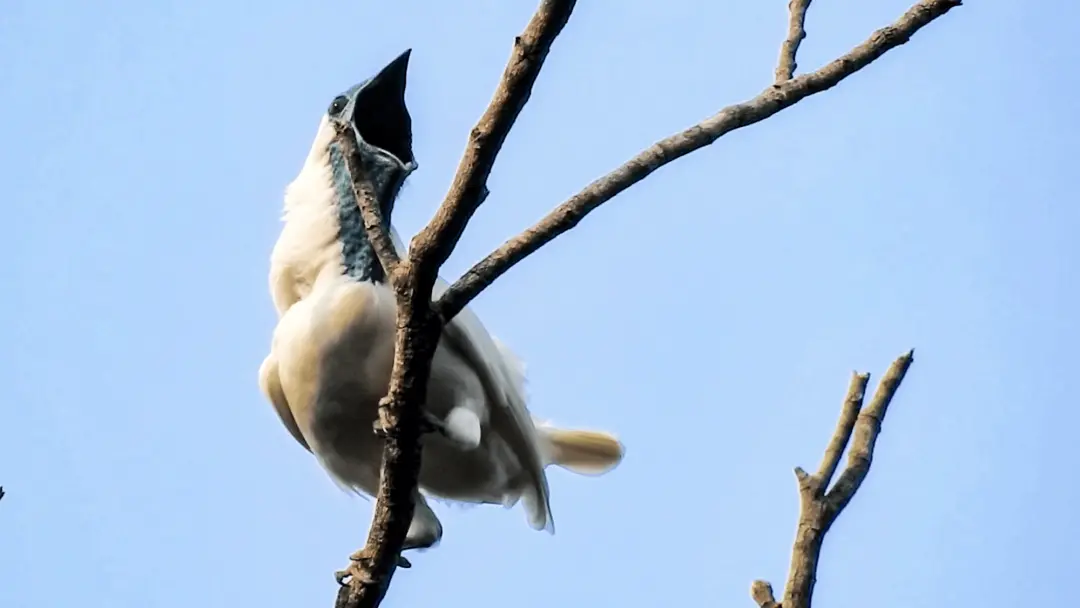 Dois pássaros novos, o bellbird sem garganta e o seriema de perna vermelha, estão entrando na lista dos mais barulhento…