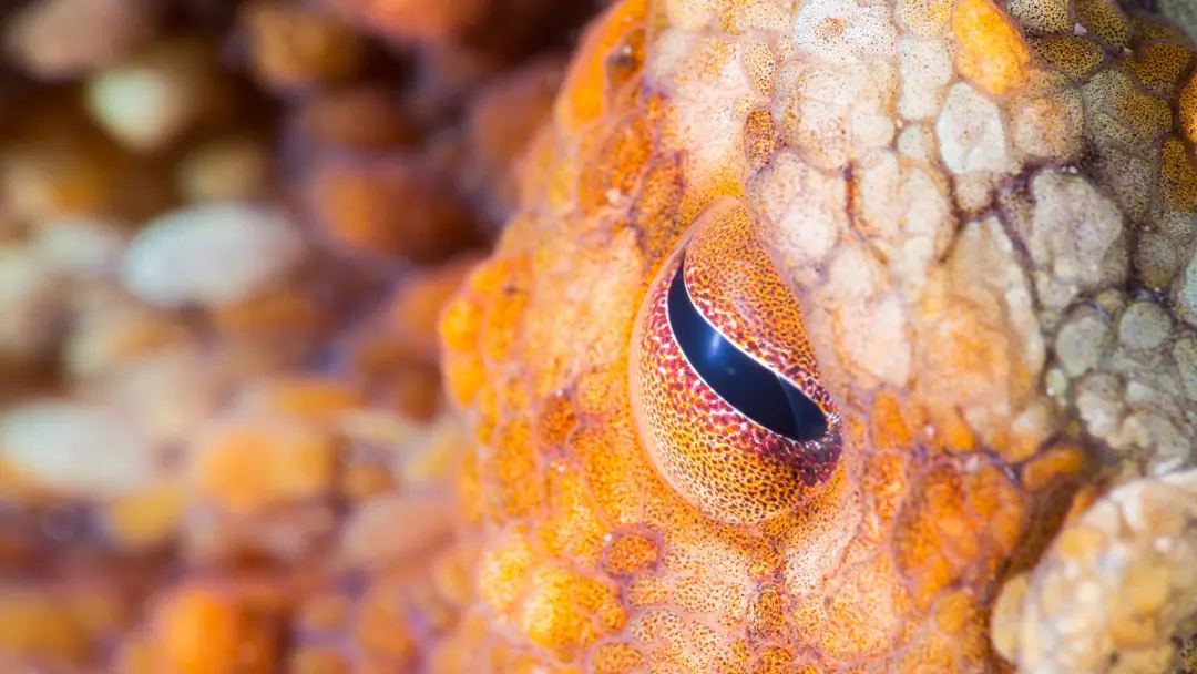 Octopuses da Califórnia demonstraram usar espelho para achar algo que não viam diretamente. Isso mostra que o comportam…