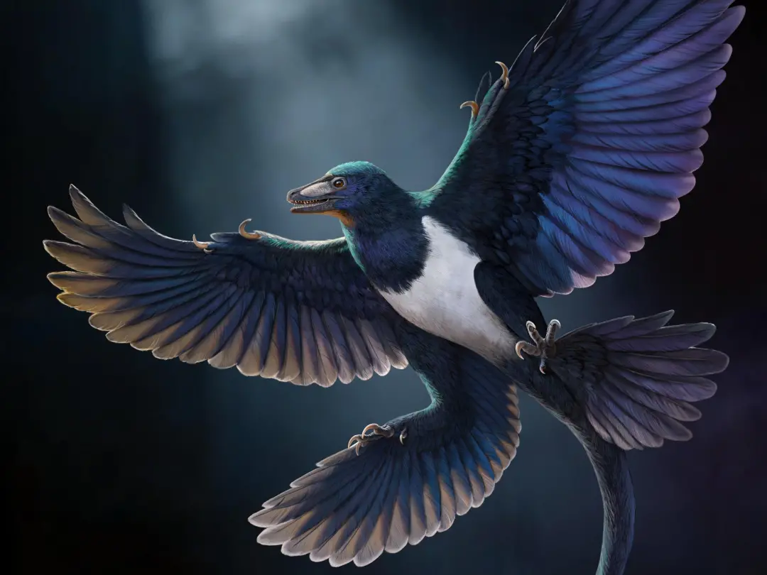 Norellraptor barsboldi, um novo dinossauro com penas de 57 centímetros, foi achado na China. A descoberta mostra que as…