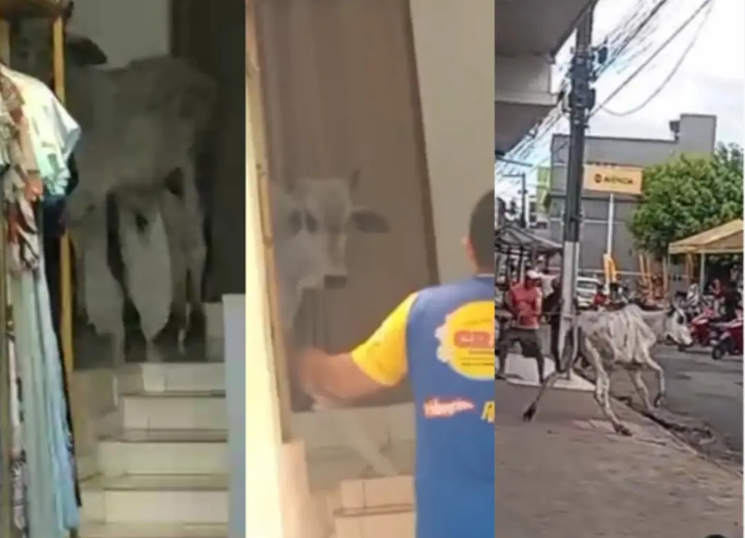 Timbaúba teve um boi invadindo loja de roupas na Rua Coronel Antônio Vicente. Vendedor vizinho tentou laçar o animal po…