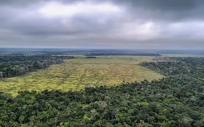 Amazônia registrou 2.053 km² desmatados entre janeiro e agosto, segunda menor área em oito anos. A queda de 74% em rela…