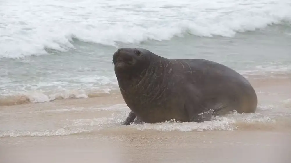 Praia de São Conrado teve a aparição de um elefante-marinho na manhã de sexta. A orientação é manter distância do anima…