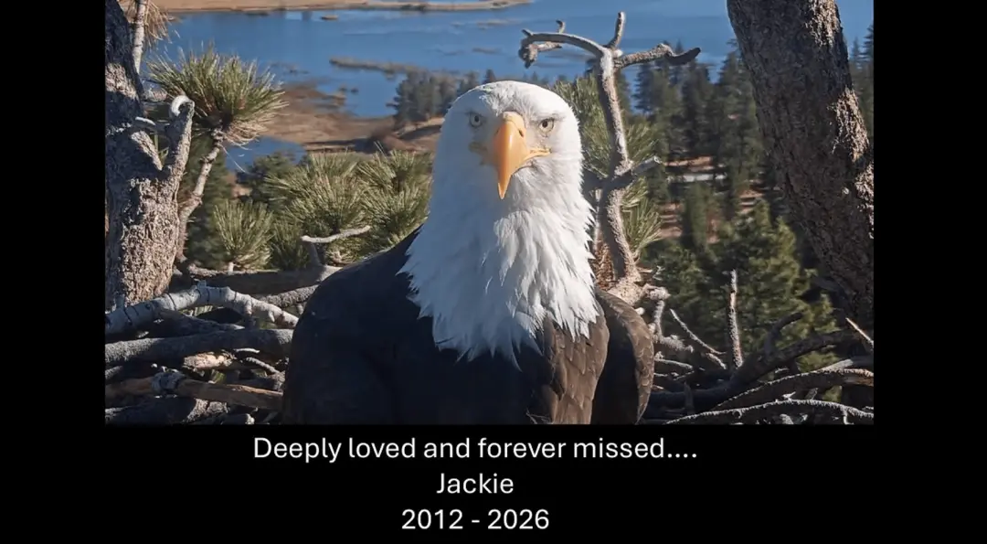 Jackie, a águia-careca, faleceu aos 14 anos, mas um tributo em vídeo celebrou sua vida. Acompanhar a jornada dela, desd…