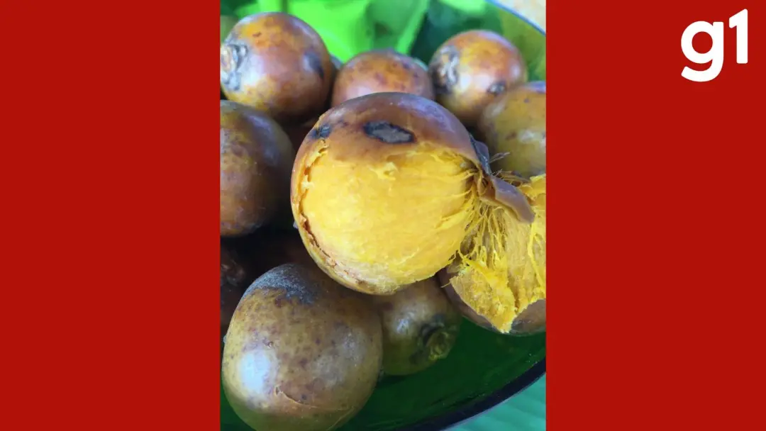 Nove araras-canindés foram flagradas comendo bocaiúva em um condomínio de luxo em Mato Grosso. O pessoal viu a cena e f…