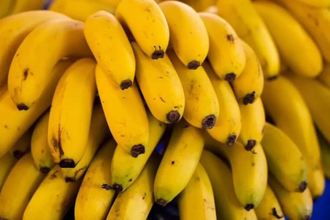 Cientistas criaram banana que demora mais a escurecer, mantendo a cor após ser cortada. A Tropic desenvolveu essa versã…
