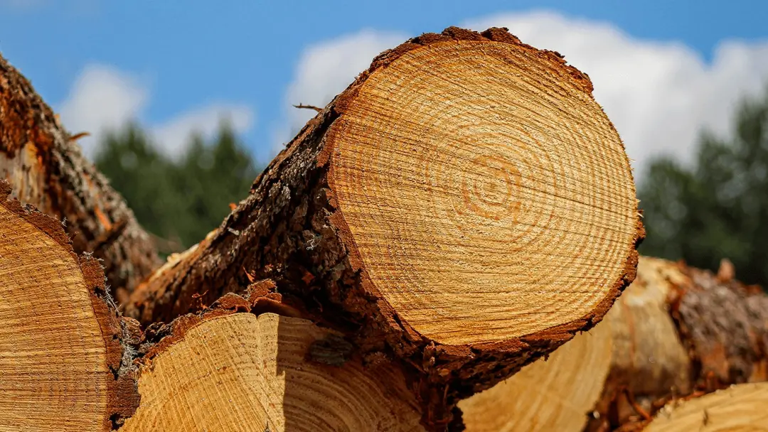 Pinus, árvore de 120 anos no Brasil, abastece mais de 90% da madeira industrial do país, vindo de plantios que ajudam a…