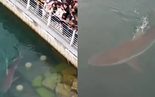 Busan, Coreia do Sul, viu mais de 700 mil pessoas visitarem um canal onde um tubarão-cobre de 3,5 metros ficou preso. A…