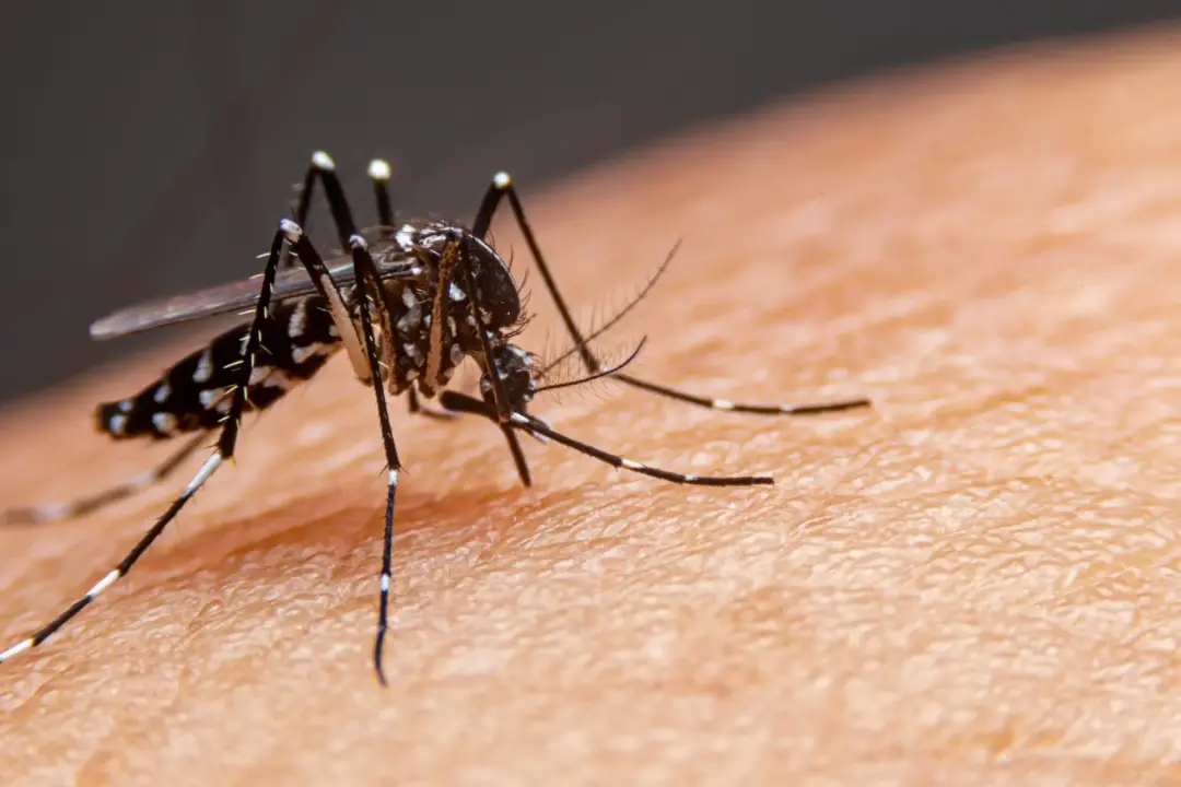 Anápolis implementa Wolbachia em mais de 5 mil pontos para controlar mosquitos transmissores de dengue, Zika e chikungu…