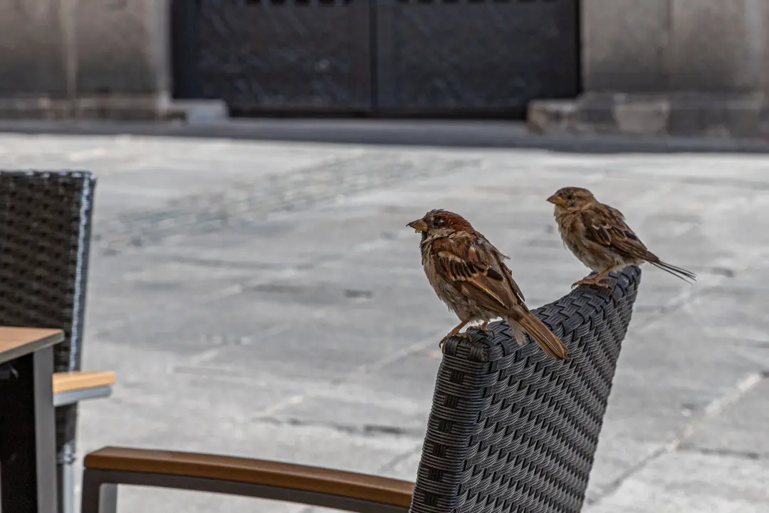 Estudo aponta que vírus do Nilo circula em Andalucía desde 2003, usando 19.105 amostras de 48 espécies de aves silvestr…