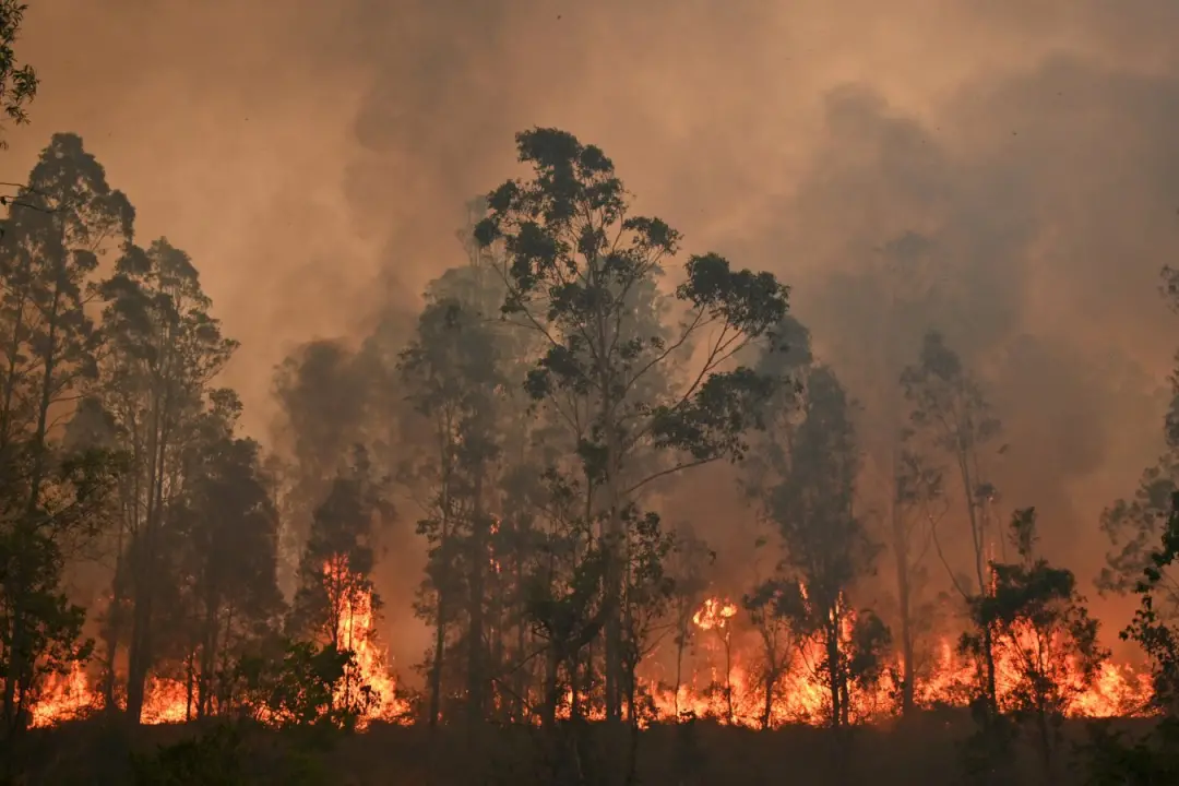Colonização da Austrália mudou a paisagem, gerando florestas densas de eucaliptos e aumentando o risco de incêndios gra…