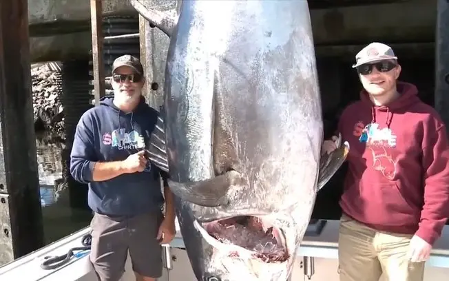 Novo recorde estadual em New Hampshire, nos Estados Unidos: um pescador capturou um atum-rabilho de 506 quilos, superan…