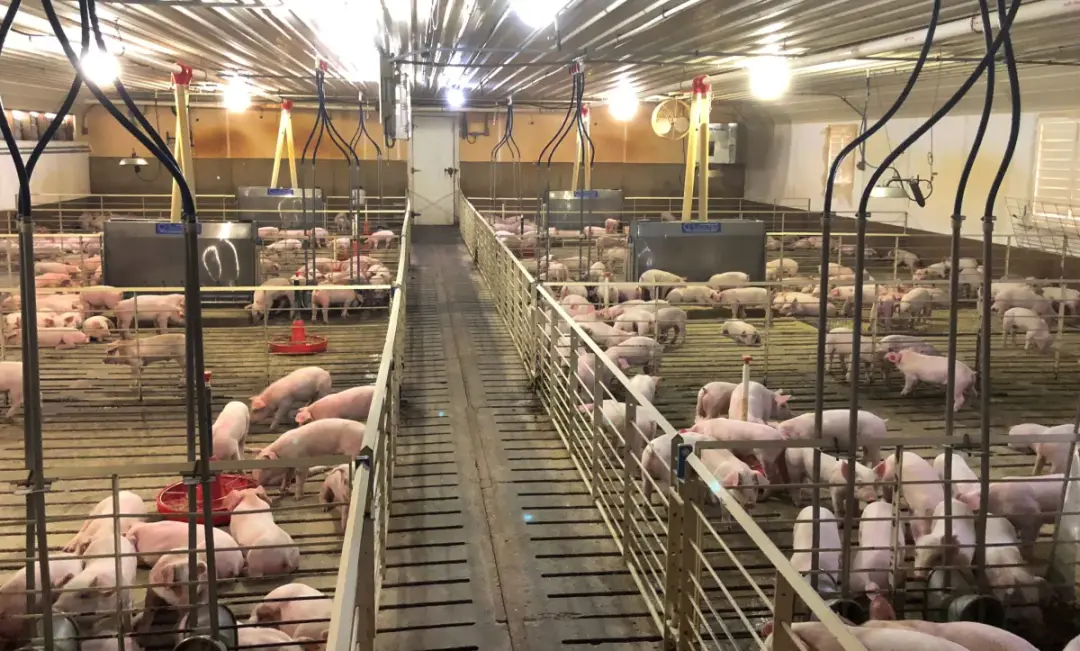 Exportações de carne suína brasileiras chegaram a 1,2 milhão de toneladas no acumulado de janeiro a setembro de 2026, c…