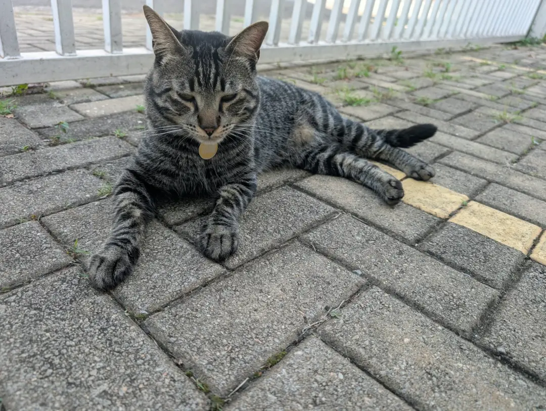 Tigrinho, gato encontrado ferido na Rua Alberto de Salvo, em Campinas, teve um olho suturado após ser encontrado na rua…