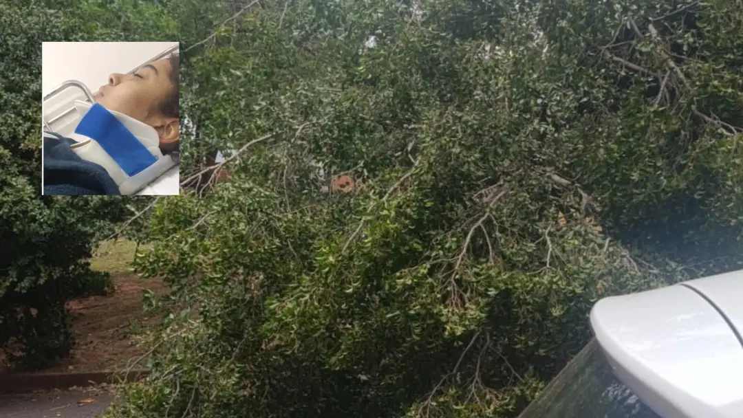 Rio Preto, SP. Uma árvore caiu durante ventania atingindo mãe e adolescente no bairro Duas Vendas. É um baque feio ver …