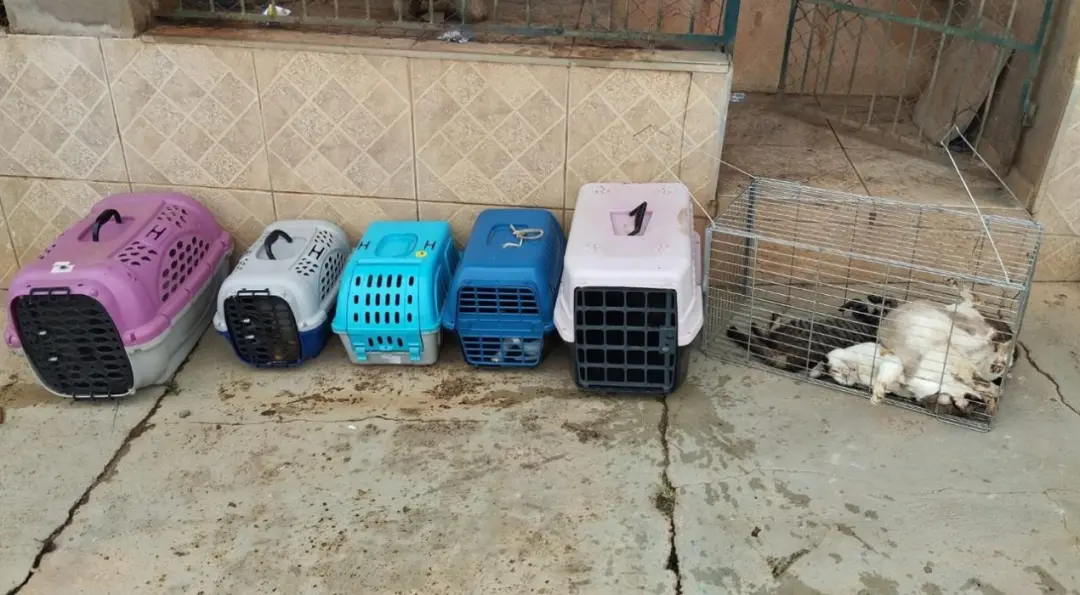 Doze gatos foram resgatados em Conchas, interior de SP, depois de a Polícia Civil cumprir mandado em um imóvel insalubr…