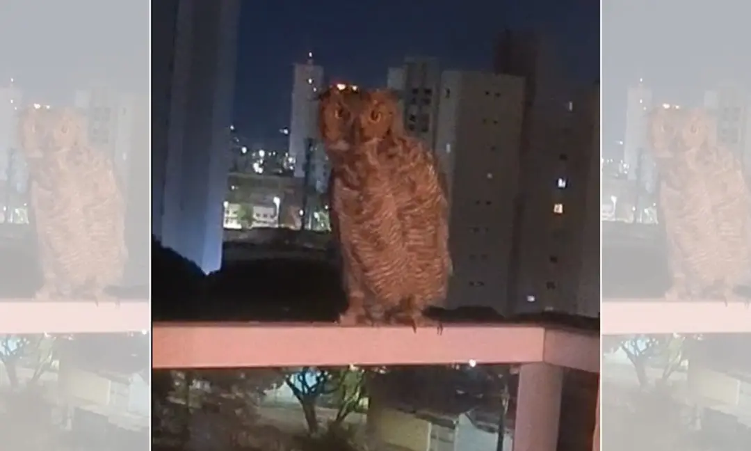 Indaiatuba tem jacurutu na sacada, a maior coruja do Brasil, apareceu em um apartamento. Ver uma ave tão imponente assi…