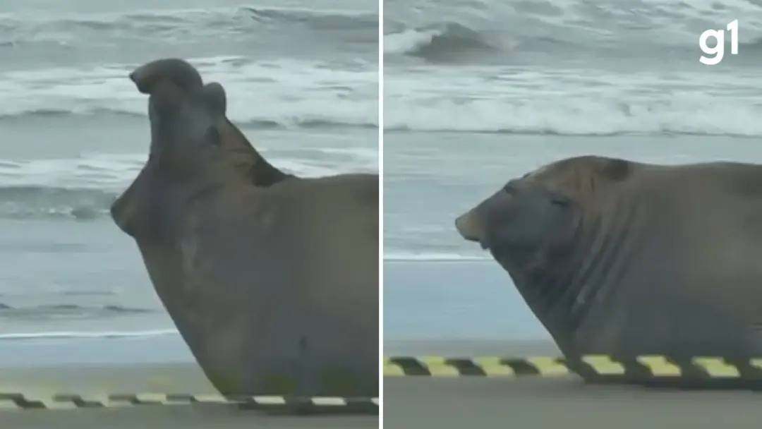 Praia do Cassino, no Rio Grande, viu um elefante-marinho jovem descansando e bocejando na areia. A aparição não é comum…